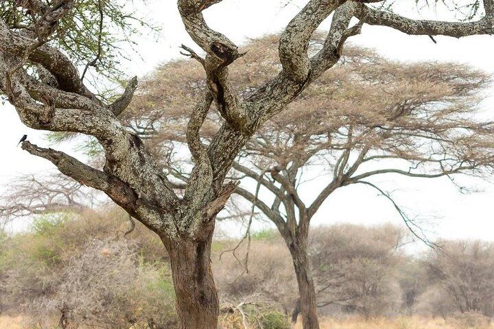 Multi-Day Camping Safari Experience in Arusha