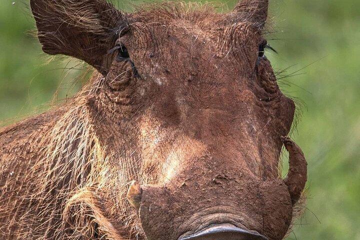 Multi-Day Camping Safari Experience in Arusha