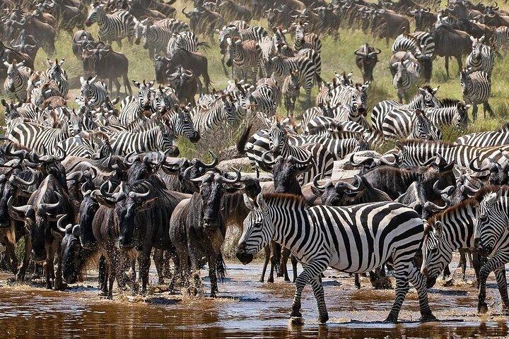 Multi-Day Camping Safari Experience in Arusha
