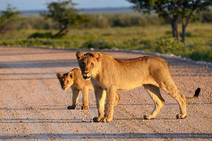 Tarangire National Park Day Trip