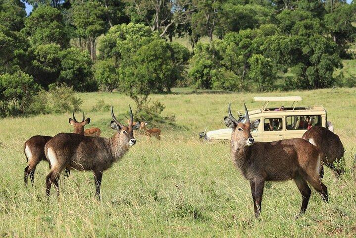 Tarangire National Park Day Trip