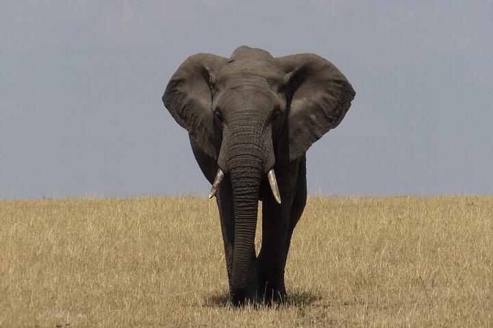 6-Day Voice of Nature Safari