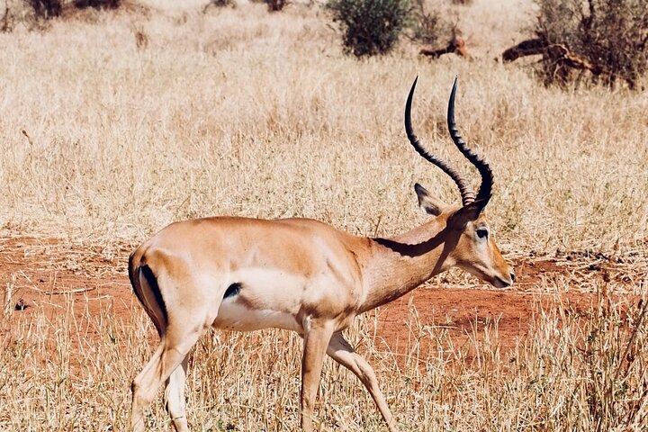6-Day Voice of Nature Safari