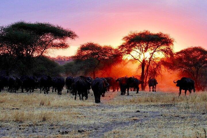 6-Day Voice of Nature Safari