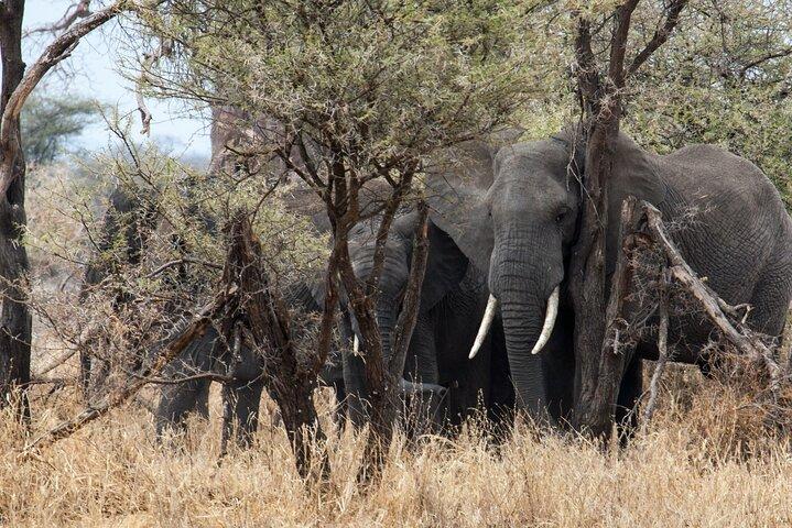 6-Day Voice of Nature Safari