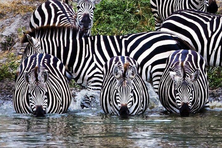 4 Day Mid-range Safari Serengeti ,Ngorongoro and Tarangire
