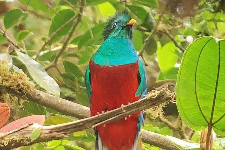 PRIVATE Guided Walk to the Monteverde Cloud Forest Preserve