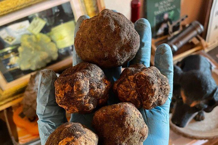 Molise Truffle Hunting Experience with Food Tasting & Local Wines