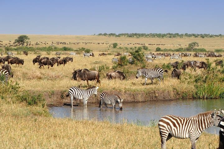 Safari Nairobi National Park
