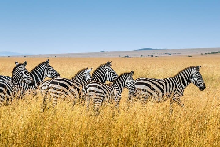 Safari Nairobi National Park