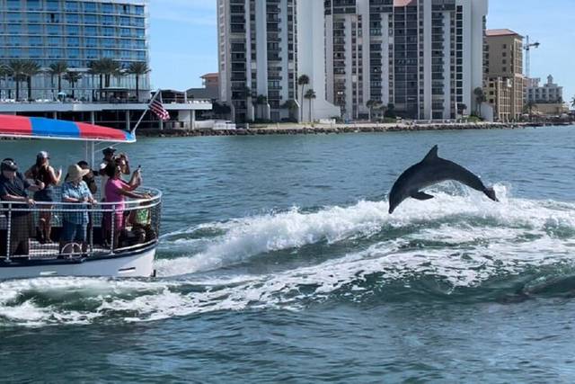 Dolphins