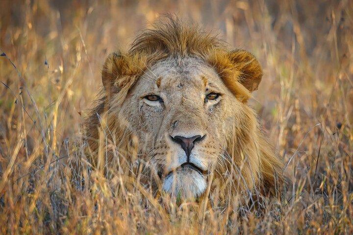 Big Five Safari Adventure - Ol Pejeta Conservancy (1 Day).