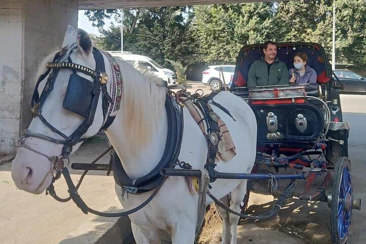 City Tour by Horse Carriage and Sailing Felucca from Cairo/Giza Hotels