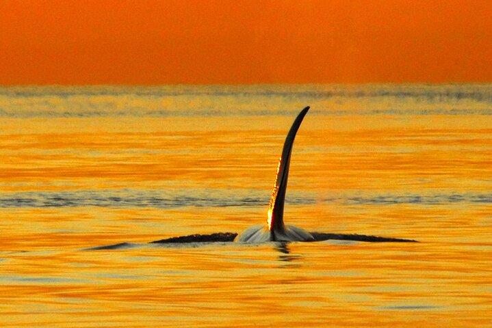 Sunset Whale and Wildlife Adventure in Cowichan Bay