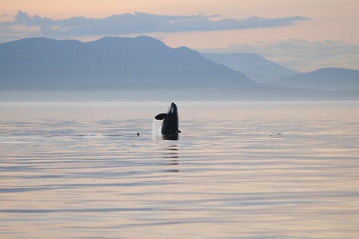 Sunset Whale and Wildlife Adventure in Cowichan Bay