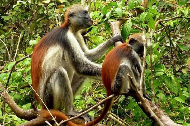 Private Full Day Trip to Stone Town, Spice Farms and Jozani Forest