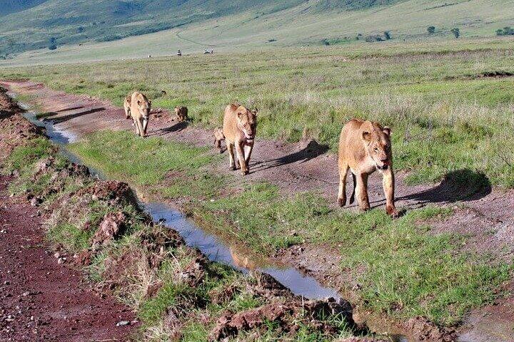 2 Days Tarangire and Ngorongoro Safari from Zanzibar