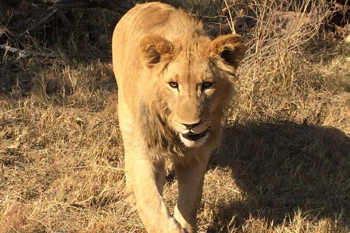 Full Day Exquisite Pilanesberg Safari from Johannesburg