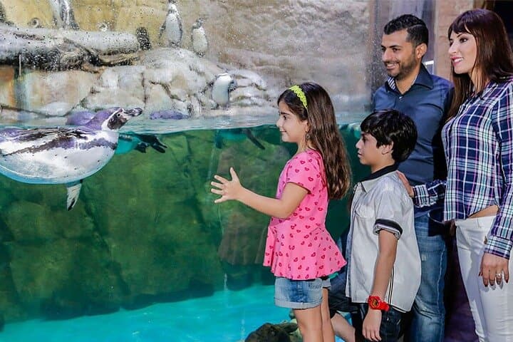 Dubai Burj Khalifa & Aquarium Underwater Zoo Tour