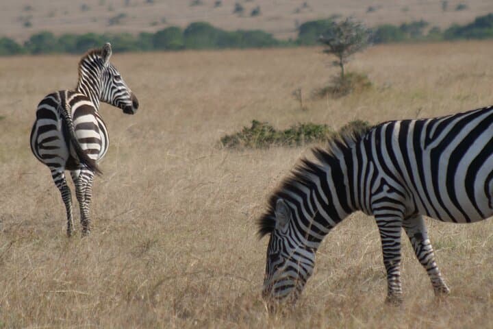 4-Day Masai Mara - Luxury Private safari (JEEP)