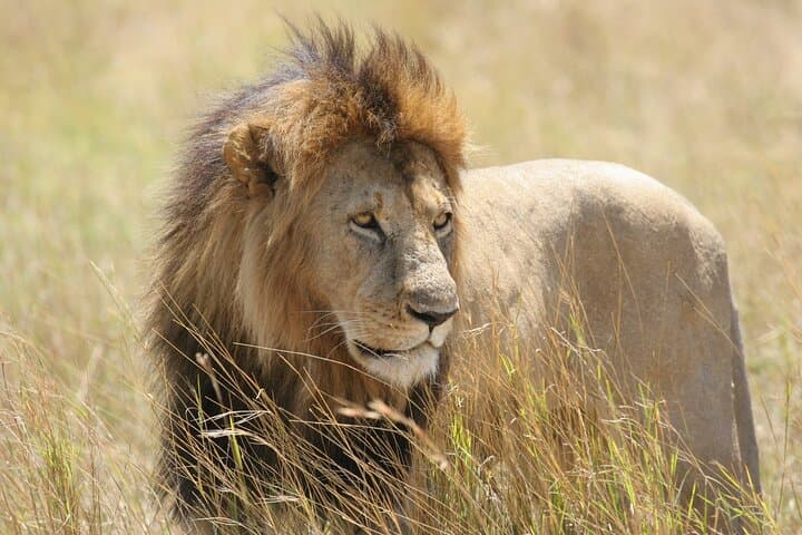 Nairobi national park drive Private tour