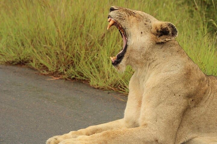 All-inclusive Big 5 Aquila Safari Game Drive Experience.
