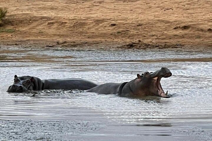 All-inclusive Big 5 Aquila Safari Game Drive Experience.