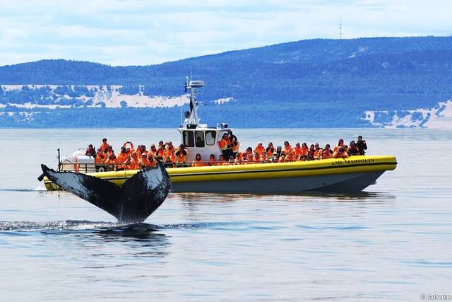 Tadoussac Whales