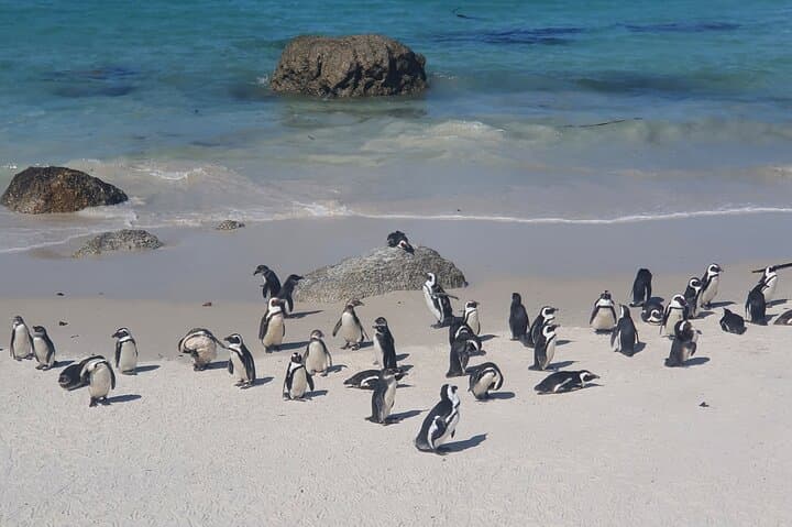 Cape Point, Penguins & Wine Tasting In Constantia Full Day Tour