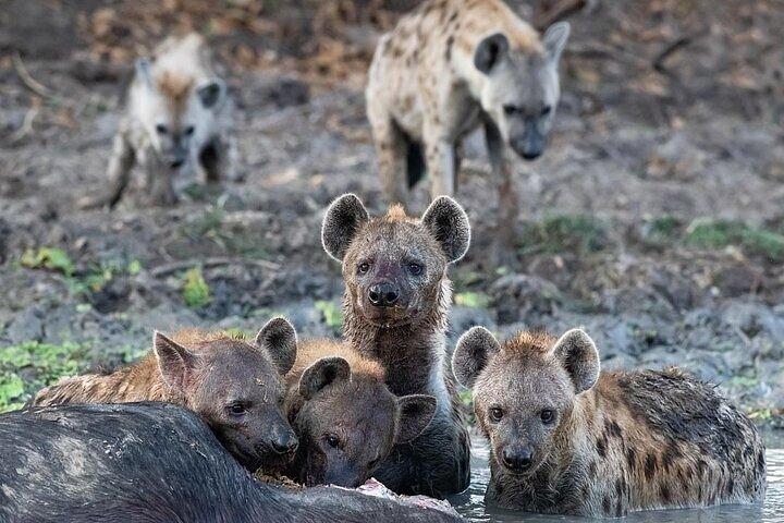 3 Days Selous (Nyerere) Safari from Zanzibar or Dar es salaam