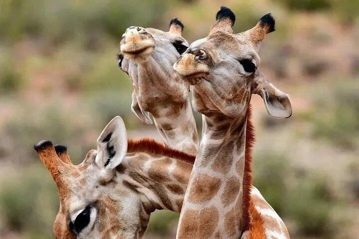 3 Days Selous (Nyerere) Safari from Zanzibar or Dar es salaam