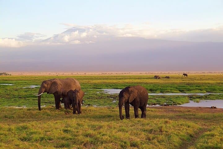 Full Day Tour to Amboseli National Park & Masai Village