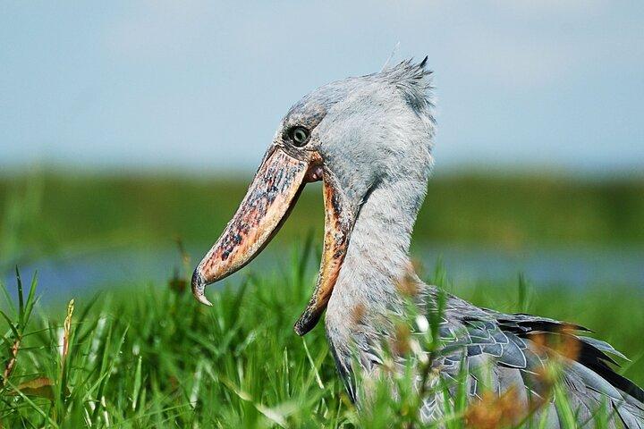 1 Day Shoebill Stork and Birding Experience