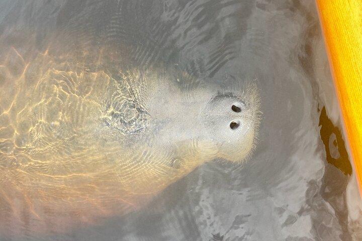 New Smyrna Dolphin and Manatee Kayak and SUP Adventure Tour