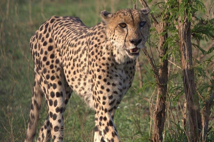 Shared: Cape Winelands, Cheetah Outreach & Kisternbosch Botanical Gardens Tour,