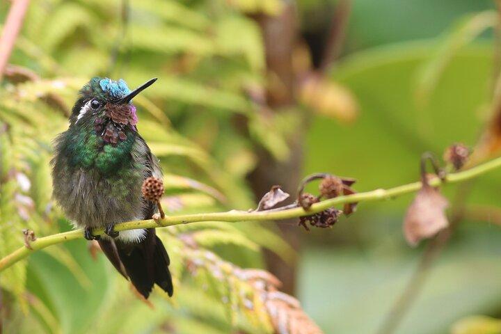 PRIVATE Guided Walk to the Monteverde Cloud Forest Preserve