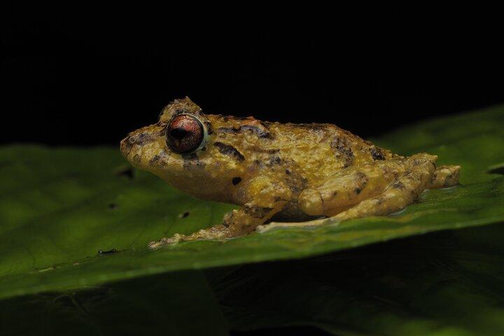 Guided Night Walk in Monteverde