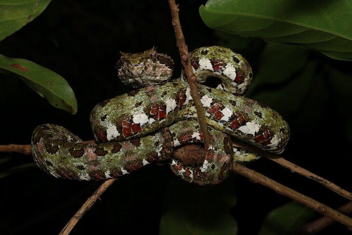Guided Night Walk in Monteverde