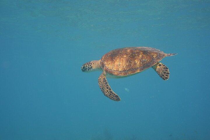 Panama City Scuba Diving Activity for Beginners