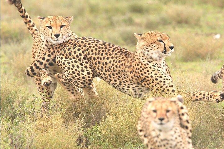 4 Days great of Maasai Mara Lake Nakuru joining safari