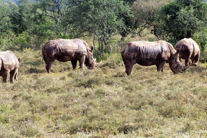 4 Days great of Maasai Mara Lake Nakuru joining safari
