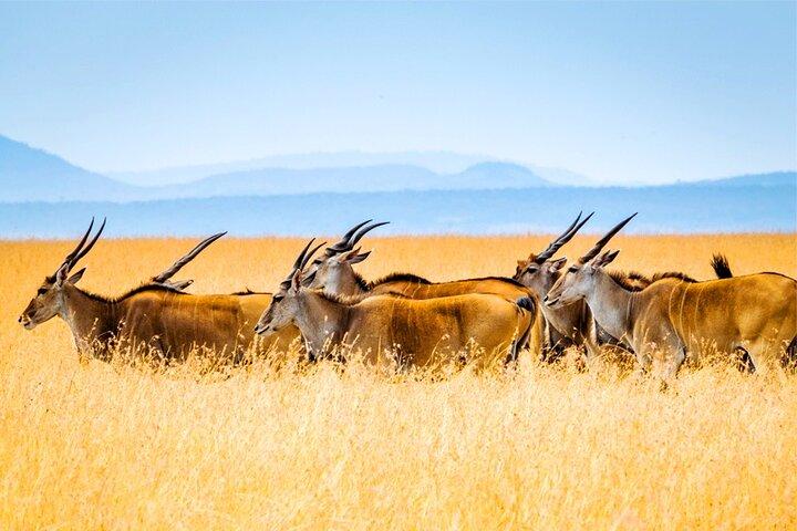 4 Days great of Maasai Mara Lake Nakuru joining safari