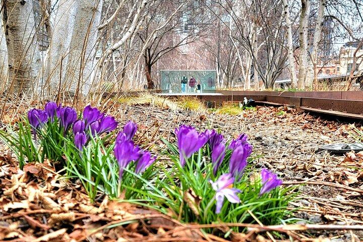 Secrets of the High Line