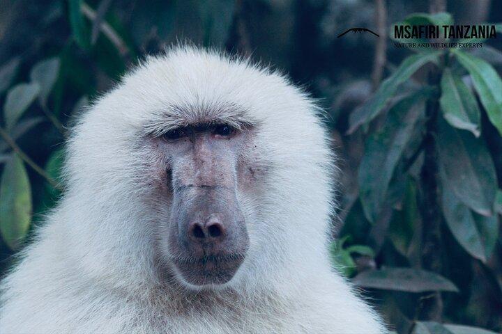 Private Day Trip to Arusha National Park with a Walking Safari