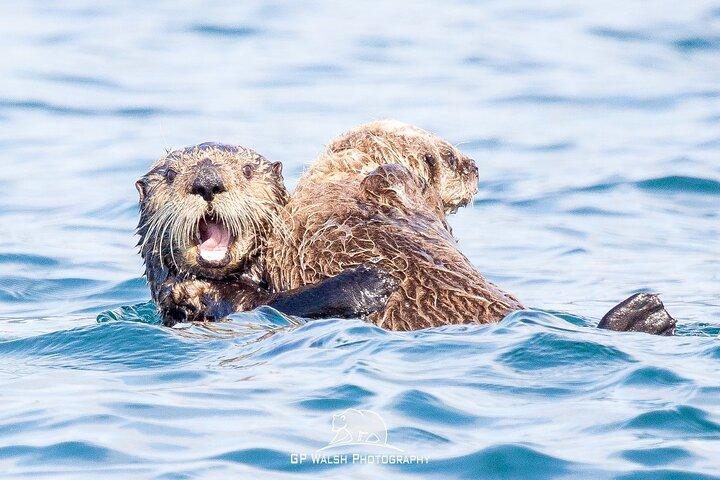 Alaska Wildlife Tour in Kachemak Bay