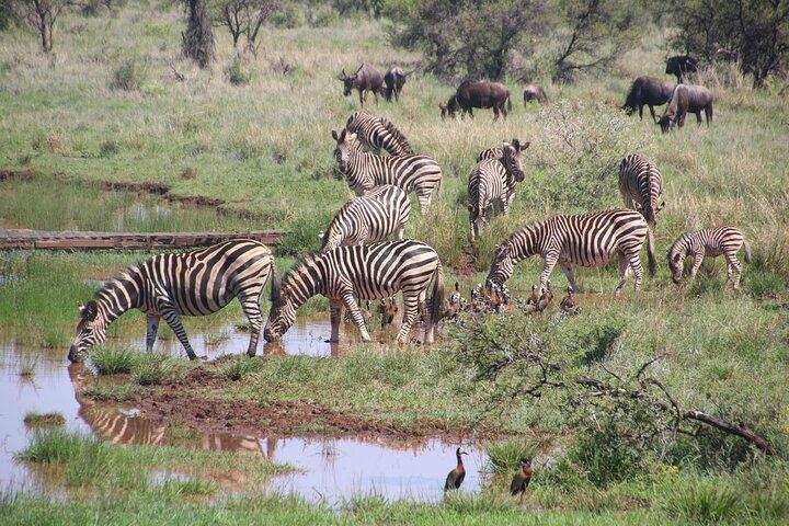 Half-Day Nairobi National Park and Maasai Market with Pick up