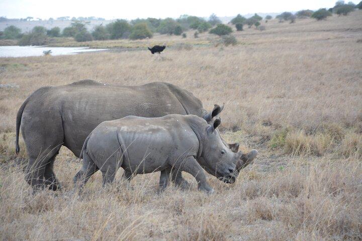 Half-Day Nairobi National Park and Maasai Market with Pick up