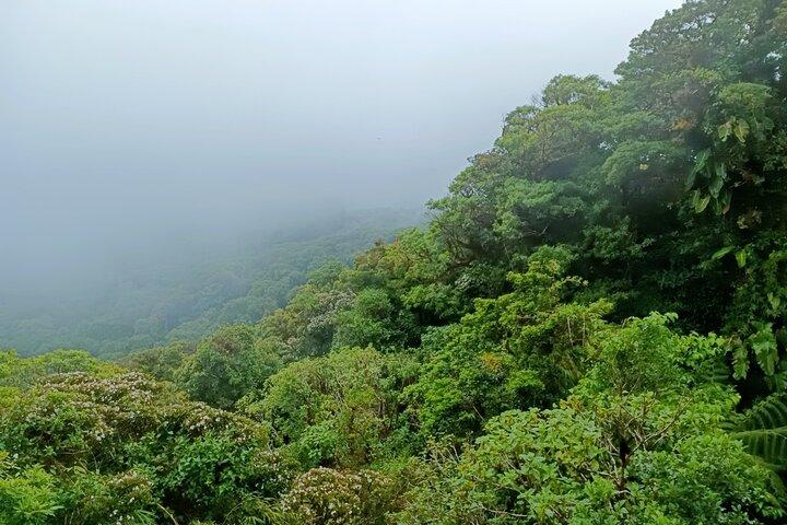 Private Guided Walk to the Santa Elena Cloud Forest Reserve