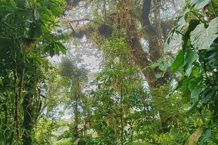 Private Guided Walk to the Santa Elena Cloud Forest Reserve