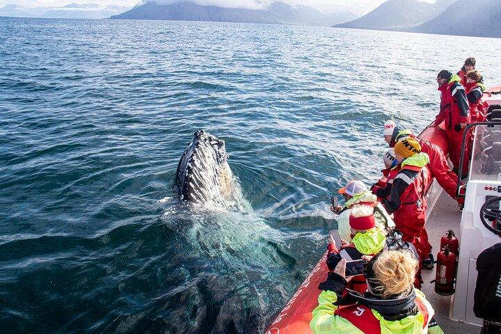 Express Whale Watching in Dalvik close to Akureyri north Iceland